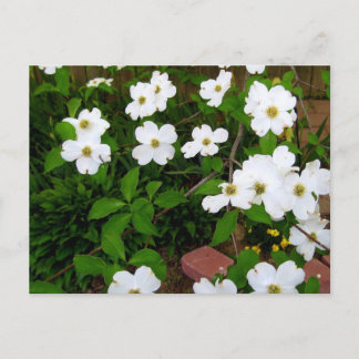 In The Garden ~ Dogwood Blossoms Postcard