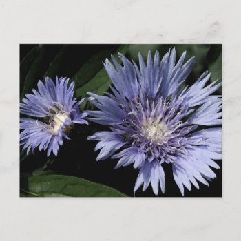 In The Garden Postcard by glo53bug at Zazzle