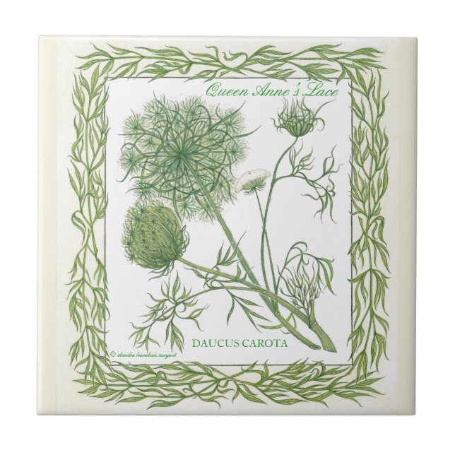 In the Garden ~ Queen Anne's Lace Tile (Front)