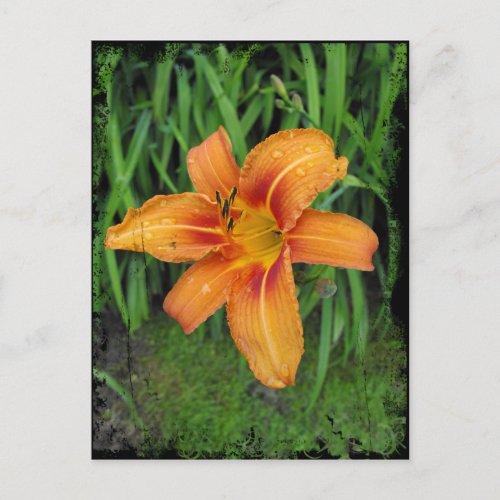 In The Garden Tiger Lily Postcard