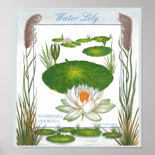 In the Garden ~ Water Lily Poster (Front)
