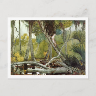 In the Jungle Florida Winslow Homer Postcard