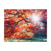 IN THE MAGICAL COLORS OF THE AUTUMN POSTCARD