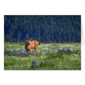 In the Meadow (Front Horizontal)