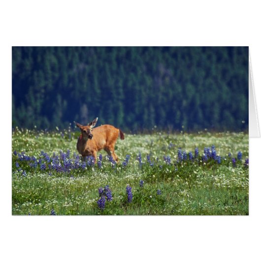 In the Meadow (Front Horizontal)