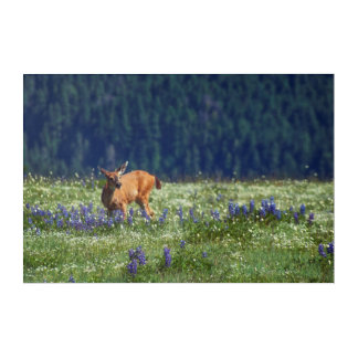 In the Meadow Acrylic Print