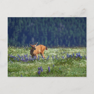 In the Meadow Postcard