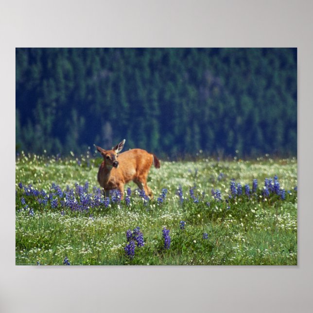 In the Meadow Poster (Front)