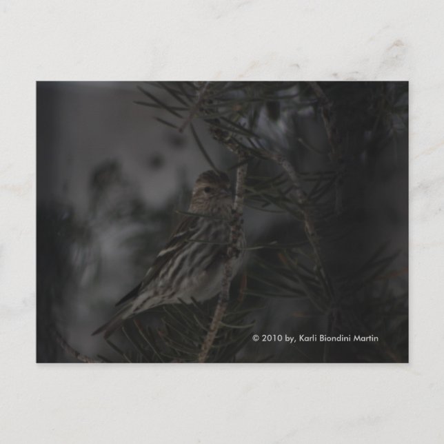 In the Pine Postcard (Front)