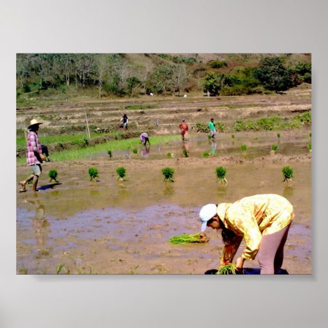 In The Rice Field - Ilocos, Philippines Poster (Front)