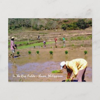 In The Rice Fields - Ilocos  Philippines Postcard by naiza86 at Zazzle