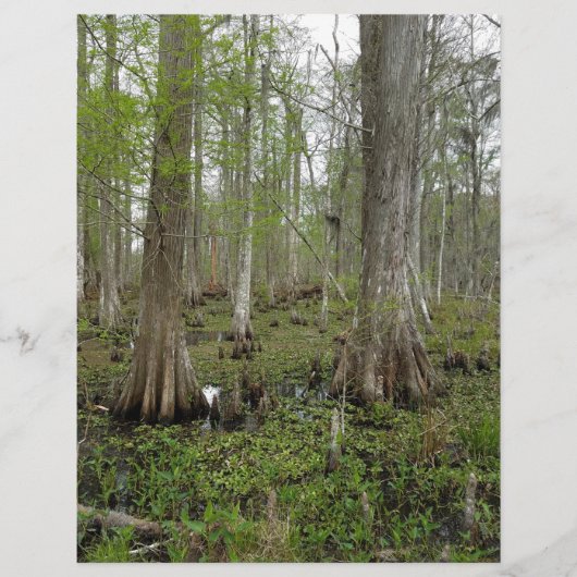 In the Swamp (Front)