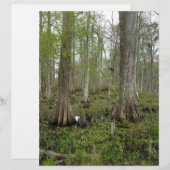 In the Swamp (Front/Back)