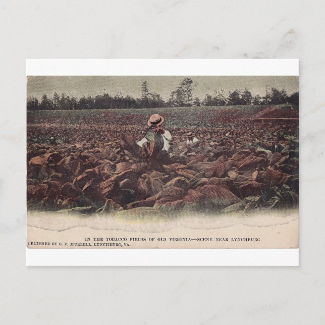 In The Tobacco Fields of Old Virginia Postcard (Front)