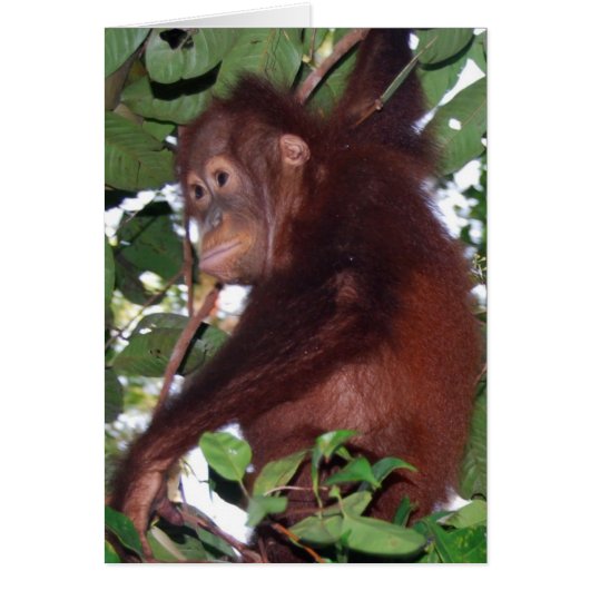 In the Wild: Orangutan Cards (Front)