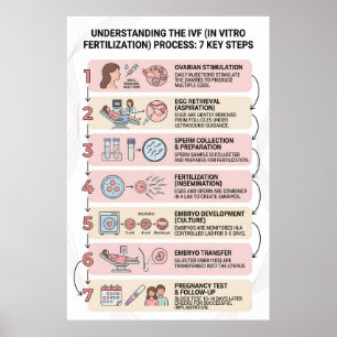 In Vitro Fertilization (IVF) Process Explained: 7 Poster