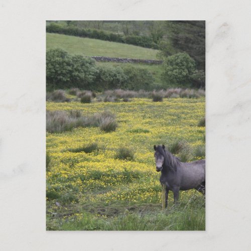 In Western Irelanda horse stands in a bright Postcard