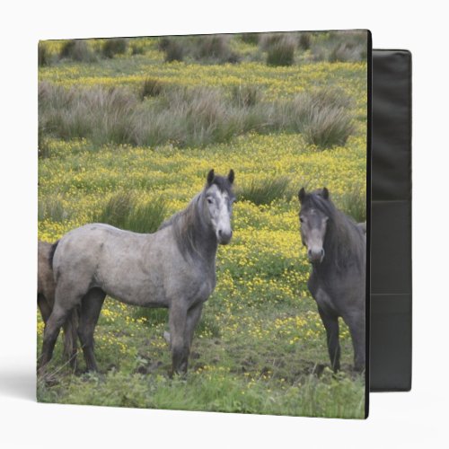 In Western Ireland three horses with long 3 Ring Binder
