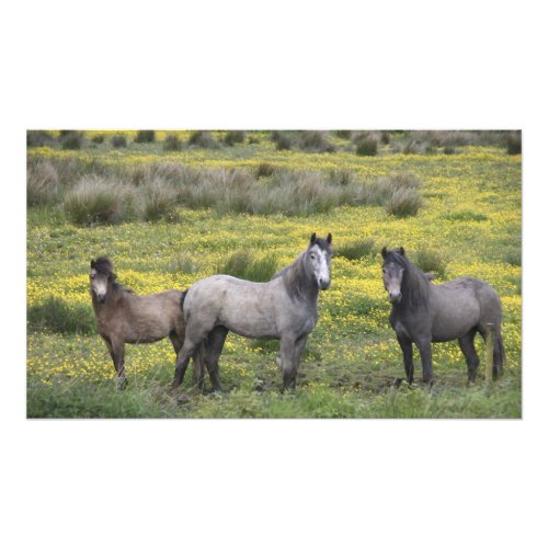 In Western Ireland three horses with long Photo Print