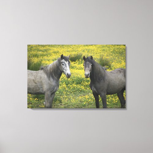 In Western Ireland two horses with long Canvas Print