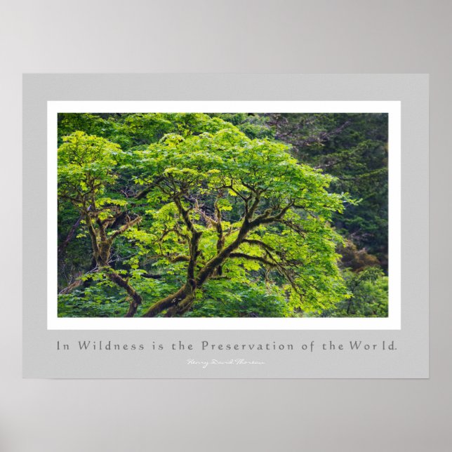 In Wildness is the Preservation of the World Poster (Front)