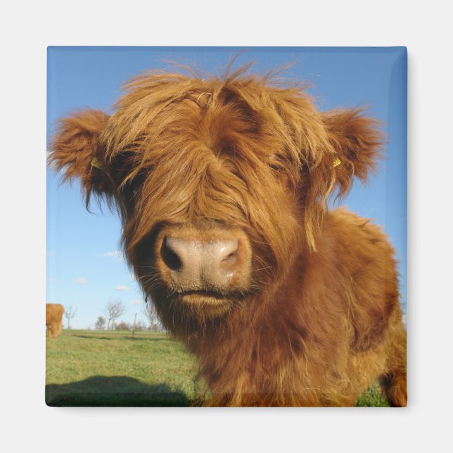 In Your Face Cow Magnet (Front)