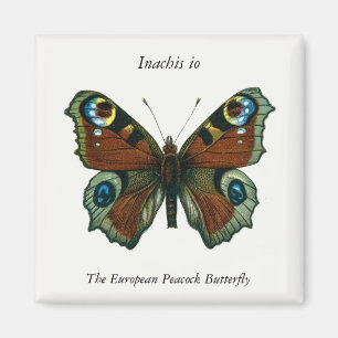 Inachis io - The European Peacock Butterfly Magnet