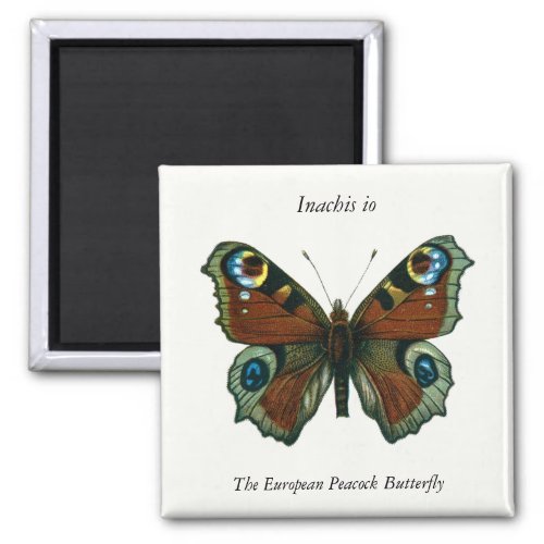 Inachis io _ The European Peacock Butterfly Magnet