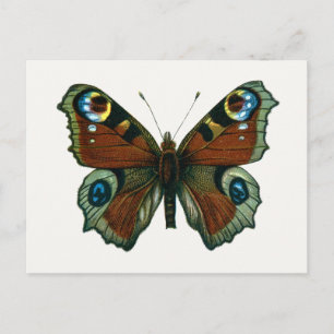 Inachis io - The European Peacock Butterfly Postcard