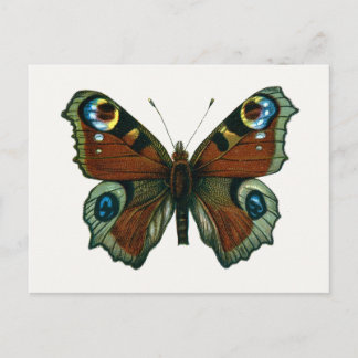 Inachis io - The European Peacock Butterfly Postcard