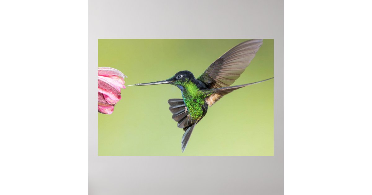 Inca Hummingbird in Flight Pose Poster | Zazzle