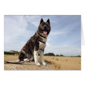 Inca in Somerset (Front Horizontal)