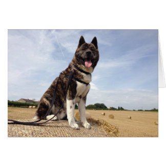 Inca in Somerset Cards