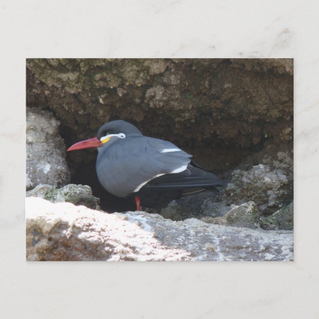 Inca Tern Postcard (Front)