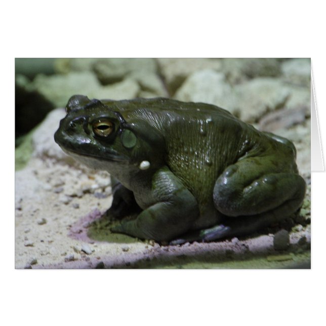 Incilius alvarius (Front Horizontal)