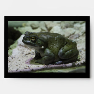 Incilius alvarius envelope