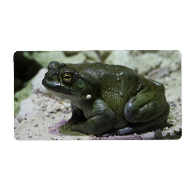 Incilius alvarius label (Front)