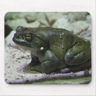 Incilius alvarius mouse pad