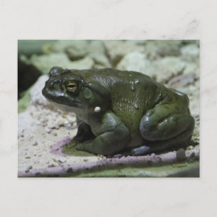 Incilius alvarius postcard