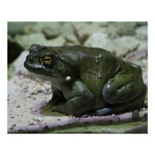 Incilius alvarius poster