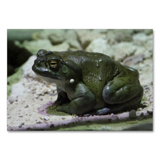 Incilius alvarius table number (Front)