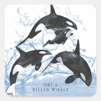 Incredible Black and White Watercolor Orcas Square Sticker