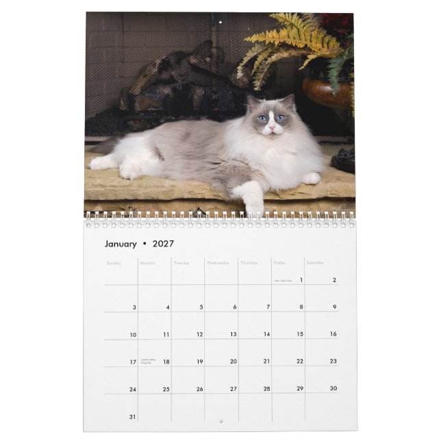 Incredible Ragdolls Wall Calendar (Jan 2027)