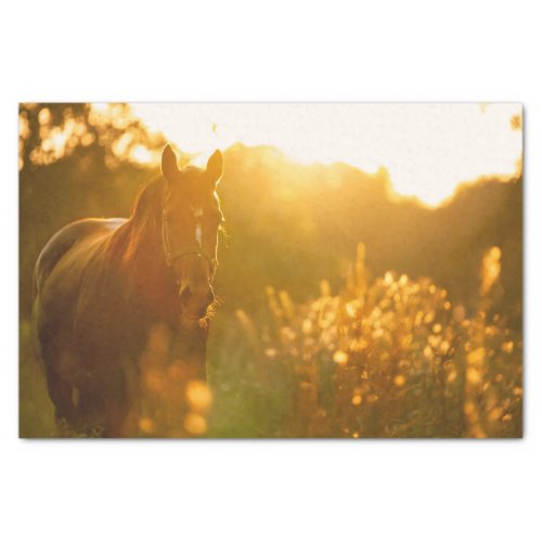 Incredibly Stunning Horse Bathed in Sunlight Tissue Paper