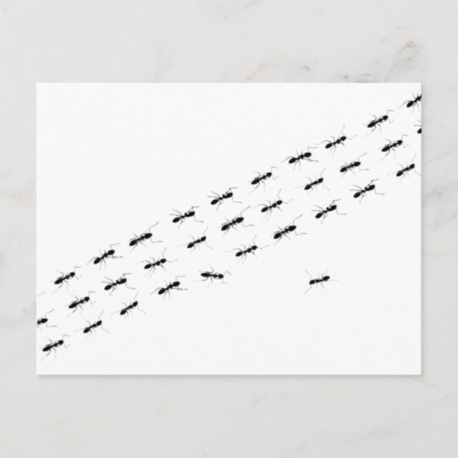 Independent Ants Postcard (Front)