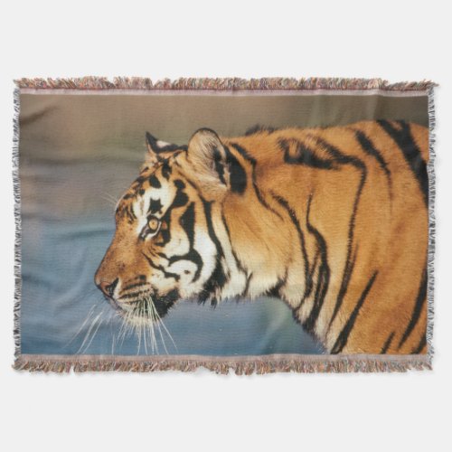 India Bengal Tiger Panthera Tigris 4 Throw Blanket