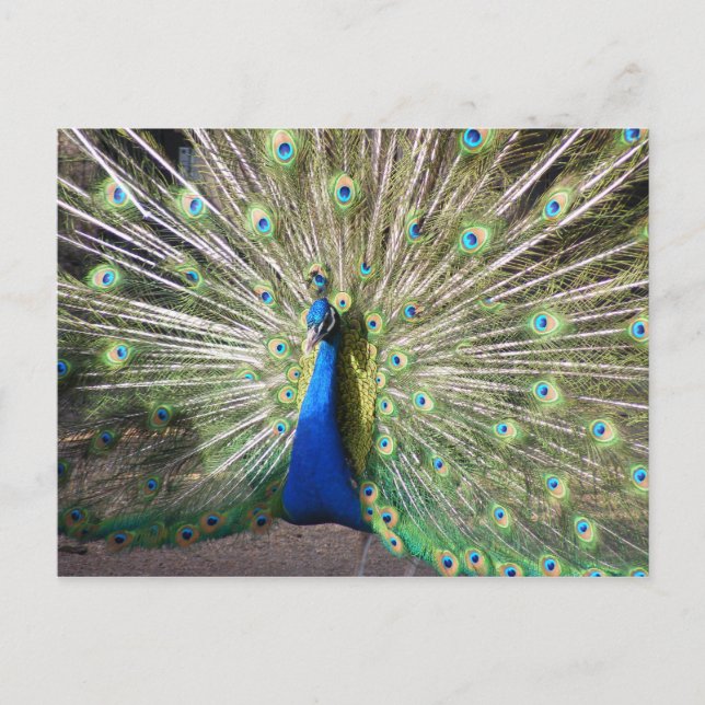 India Blue Peacock Postcard (Front)