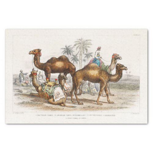 India Camels Vintage Illustration 1820 Decoupage Tissue Paper