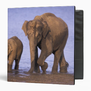 India, Nagarhole National Park. Asian elephant 3 Ring Binder