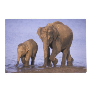 India, Nagarhole National Park. Asian elephant Placemat